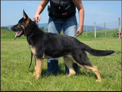 Boss z Malého mesta